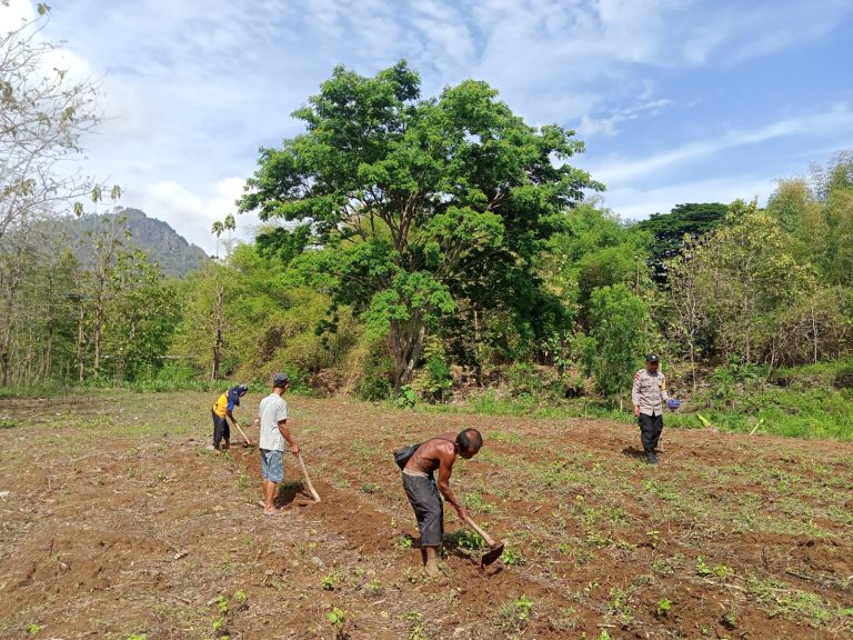 Bhabinkamtibmas Polsek Slahung Dalam Rangka Satu Hektar Satu BBKTM Laksanakan Giat Penanaman Benih Jagung Bhayangkara Hibrida