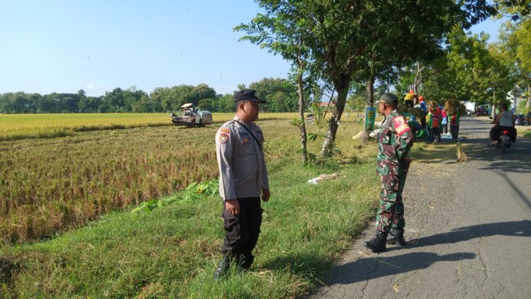 Polsek Jenangan Dampingi Panen Raya Padi Bersama BBKTM Gupolo, Wujud Dukungan terhadap Ketahanan Pangan