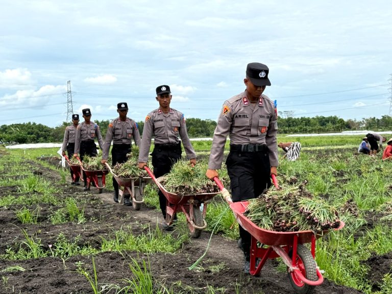 ‘Live In’ : Siswa Diktukba SPN Polda Jatim Bantu Petani Bawang Merah di Nganjuk