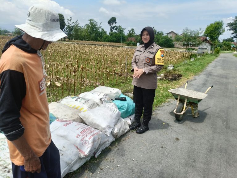 Polres Ponorogo Dukung Ketahanan Pangan, Polsek Sukorejo Dampingi Petani Panen Jagung
