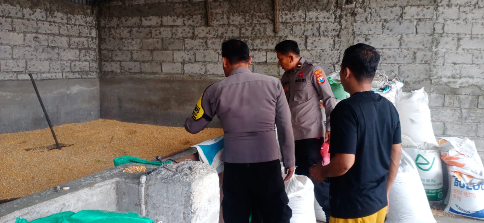 Polres Ponorogo Dukung Ketahanan Pangan, Polsek Badegan Monitoring Petani Panen Jagung
