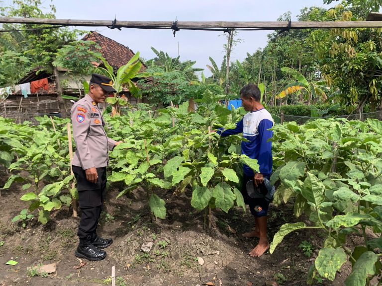 Polsek Somoroto Dukung Ketahanan Pangan, Kanit Binmas Memantau tanaman Sayur sayuran terong di Desa Kauman.