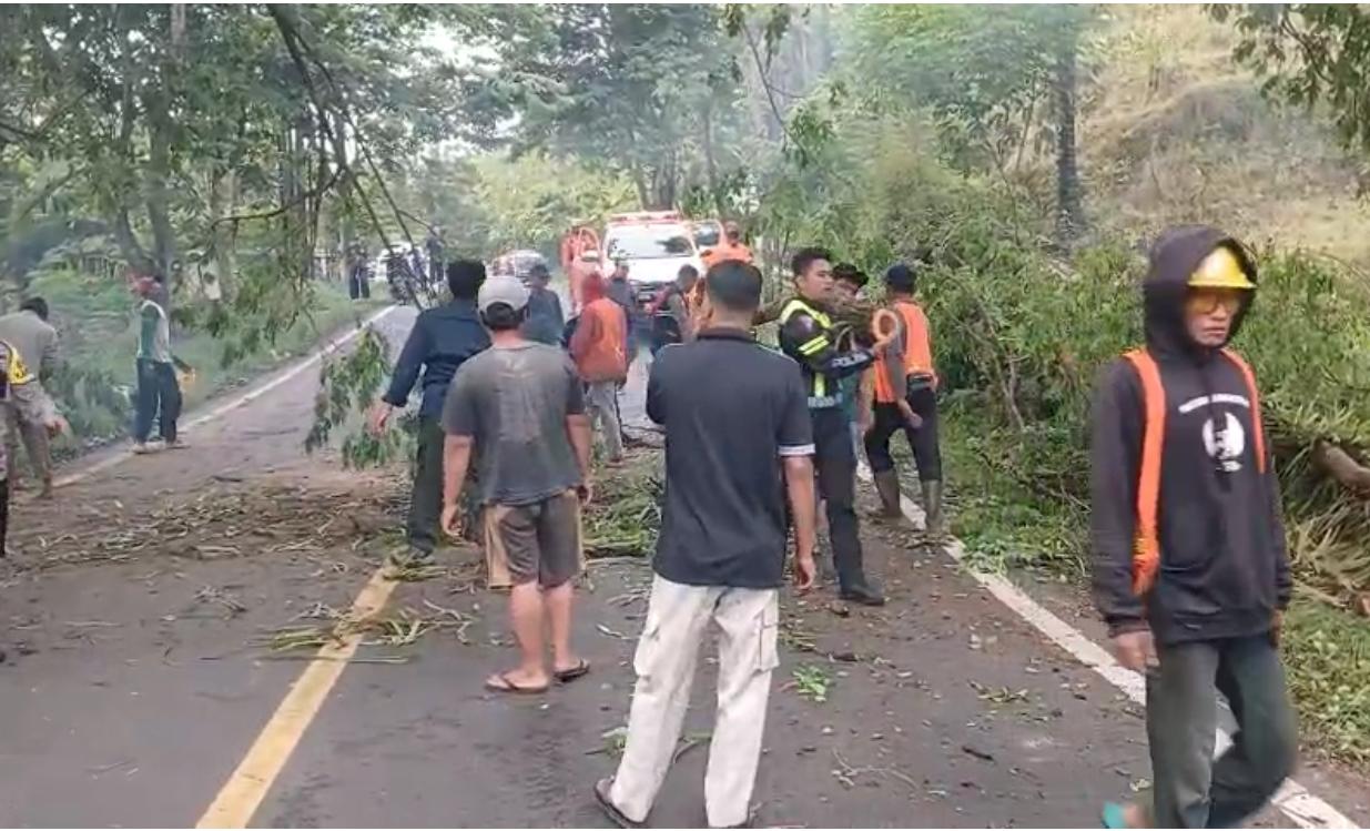 Respon Cepat Polsek Sawoo, Pohon Sono Tumbang di Jalan Raya Ponorogo–Trenggalek, Arus Lalu Lintas Sempat Terhambat