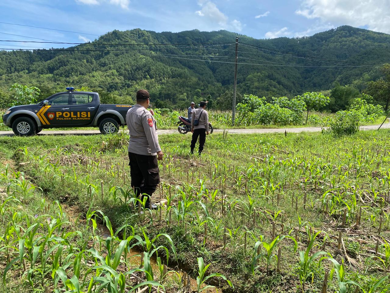 Polsek Slahung Dukung Ketahanan Pangan Laksanakan Sambang Di Lokasi Tanaman Jagung