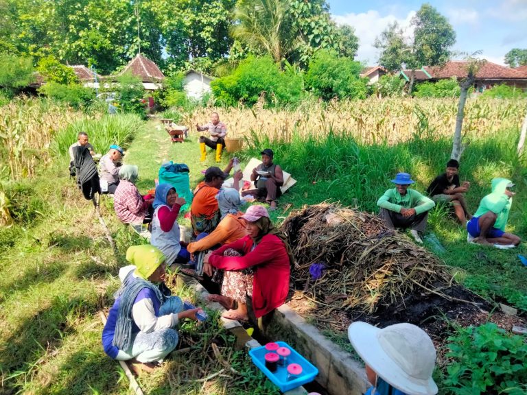 Polres Ponorogo Dukung Ketahanan Pangan, Polsek Badegan Bersama Petani Laksanakan Panen Jagung