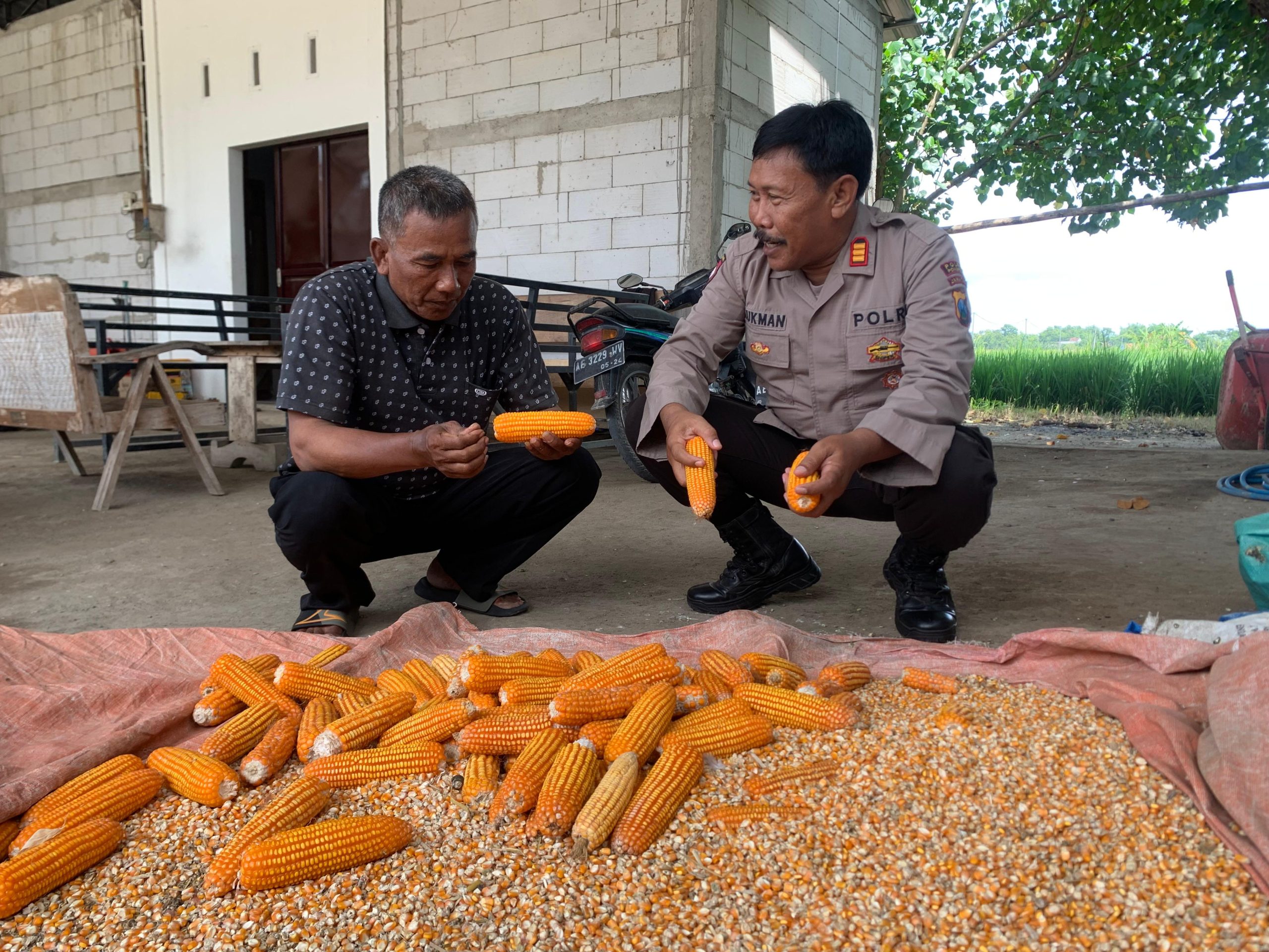 Polres Ponorogo, Waka Polsek Somoroto Dukung Ketahanan Pangan, Dan ikut Langsung Memantau hasil panen jagung di Desa Kauman.
