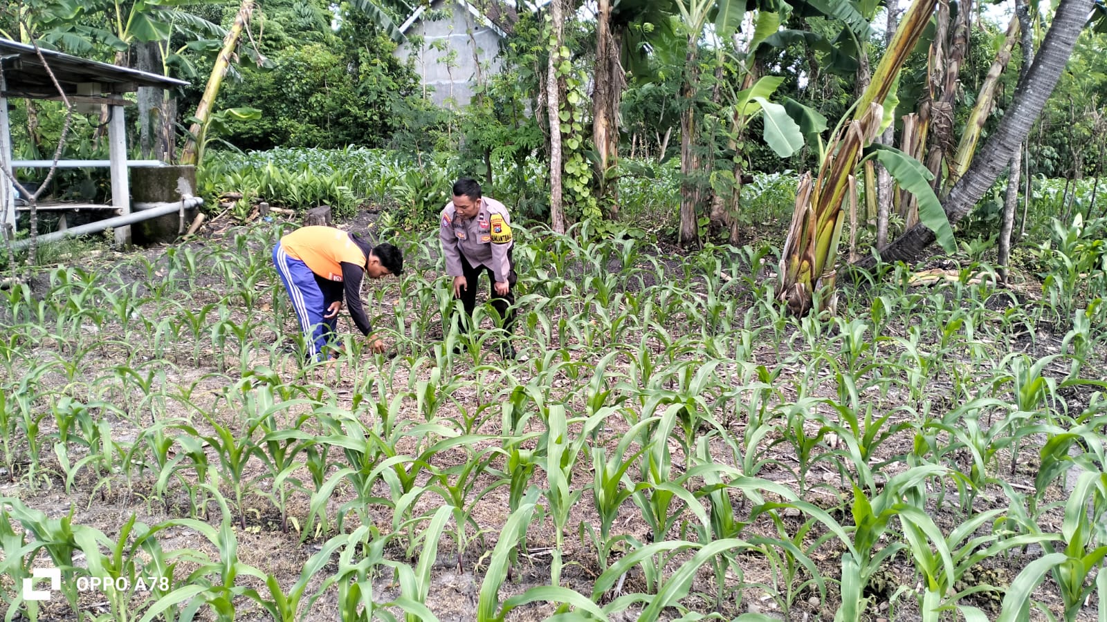 Polres Ponorogo Dukung Ketahanan Pangan, Polsek Sukorejo Bersama Petani Monitoring Tanaman Jagung Bhayangkara