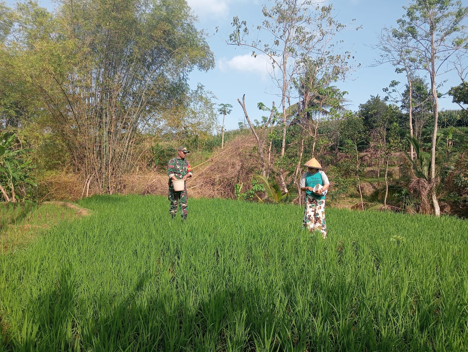 Aktif Lakukan Pendampingan, Babinsa Kodim Ponorogo Bantu Petani Pupuk Tanaman Padi