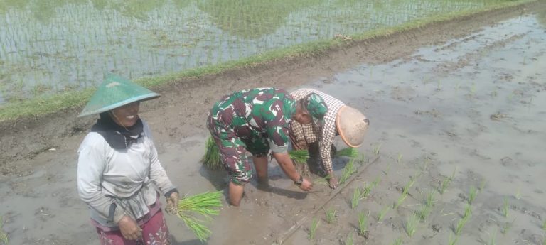 Pendampingan Petani, Babinsa Kodim Ponorogo Bantu Tanam Padi