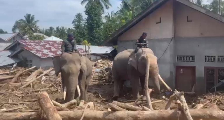 Sinergi Polri dan BKSDA : Gajah Dikerahkan Bersihkan Material Banjir di Pidie Jaya