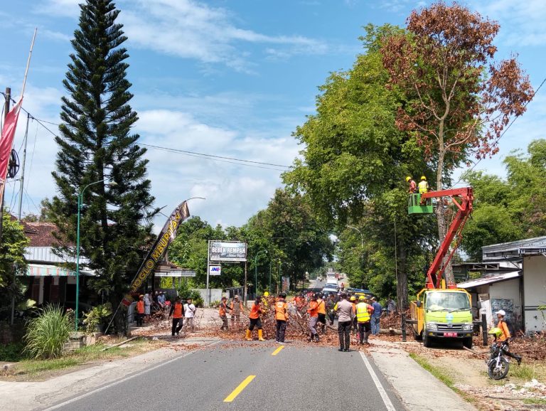Satgas Tanggap Bencana Sawoo Laksanakan Pemangkasan Pohon Rawan Tumbang di Jalur Nasional Ponorogo–Trenggalek