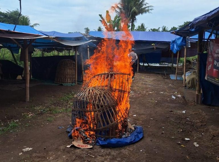 Polresta Banyuwangi Bongkar Arena Judi Sabung Ayam