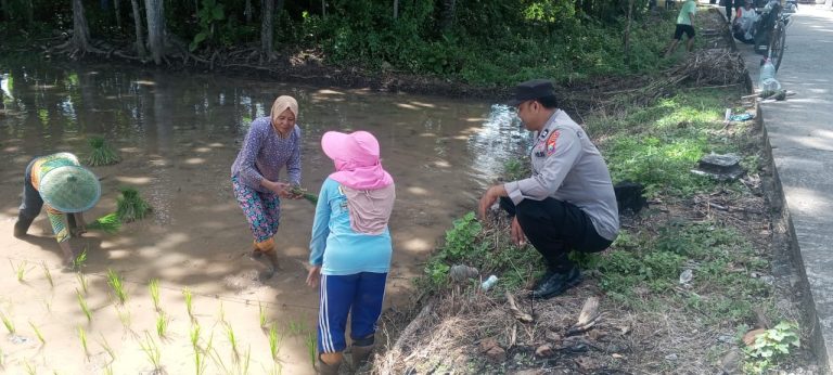Polsek Slahung Dukung Ketahanan Pangan Sambang Dengan WargaYang Sedang Menanam Padi