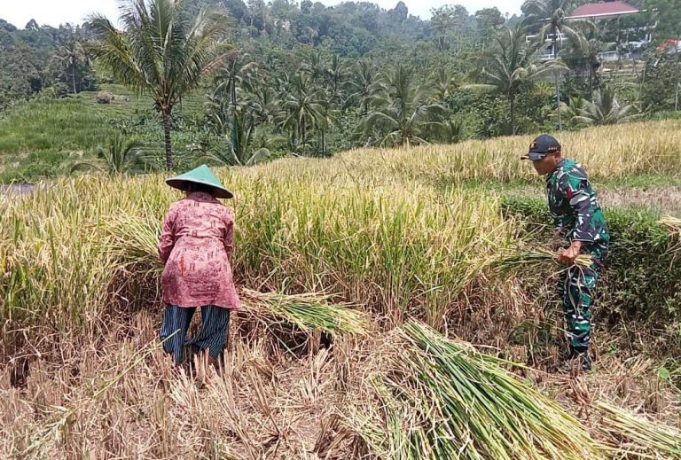 Aktif Dampingi Petani,  Babinsa Kodim Ponorogo Bantu Panen Padi