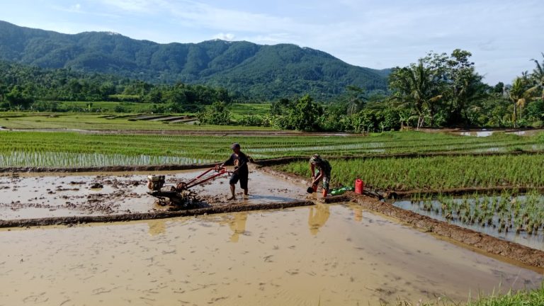 Percepat Proses Tanam, Anggota Kodim Ponorogo Bantu Petani Olah Lahan Sawah