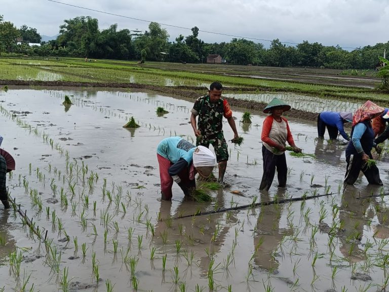 Percepat Masa Tanam, Babinsa Kodim Ponorogo Bantu Petani Tanam Padi