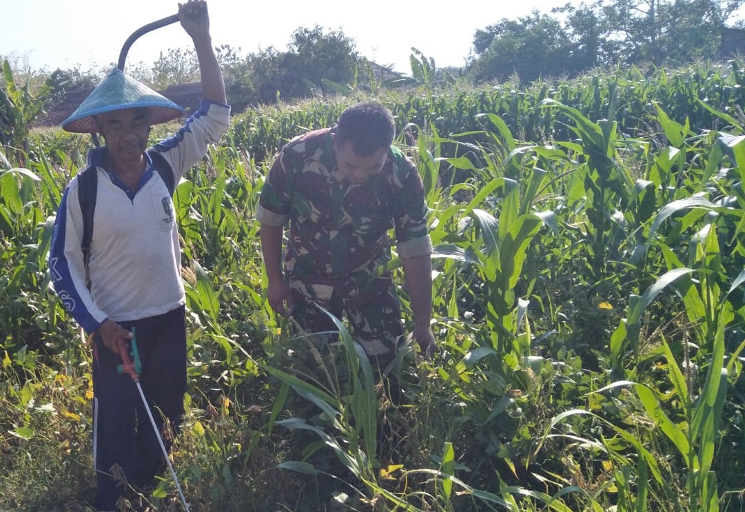 Babinsa Ponorogo Bantu Petani Semprot Hama Tanaman Jagung