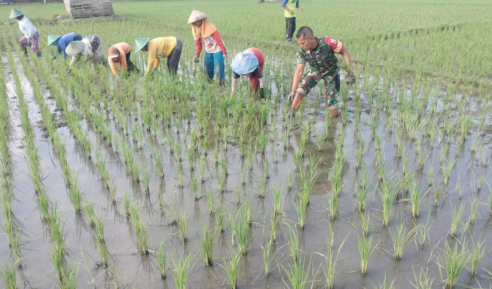 Babinsa Kodim Ponorogo Bantu Petani Penyiangan Gulma Tanaman Padi