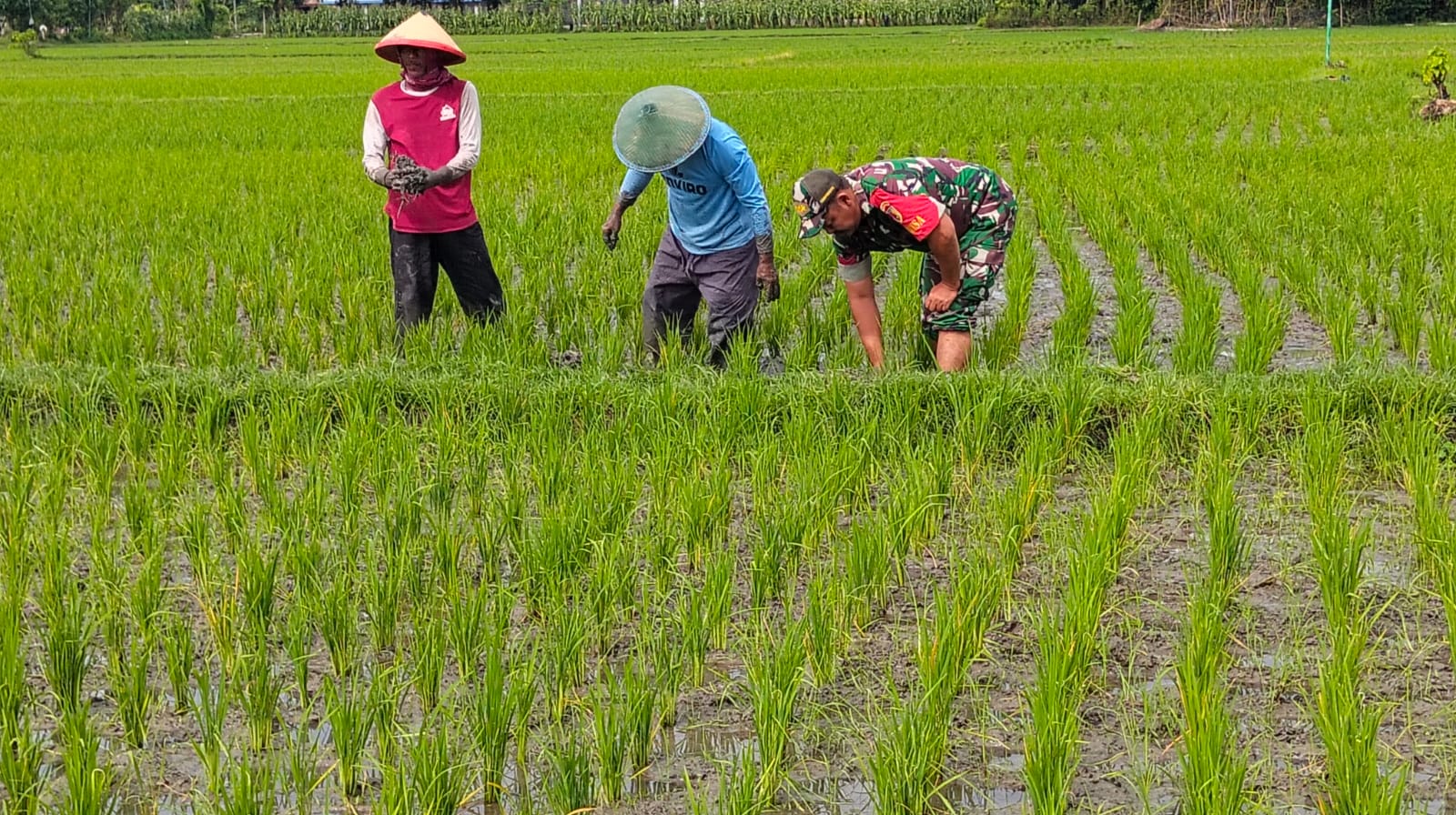 Aktif Bantu Petani, Babinsa Kodim Ponorogo Ikut Penyiangan Tanaman Padi