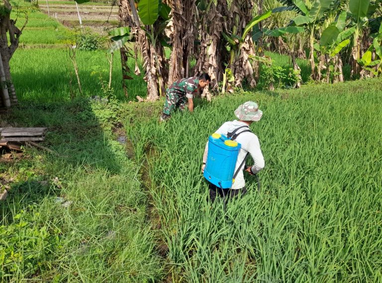 Babinsa Kodim Ponorogo Bantu Petani Semprot Hama Tanaman Padi