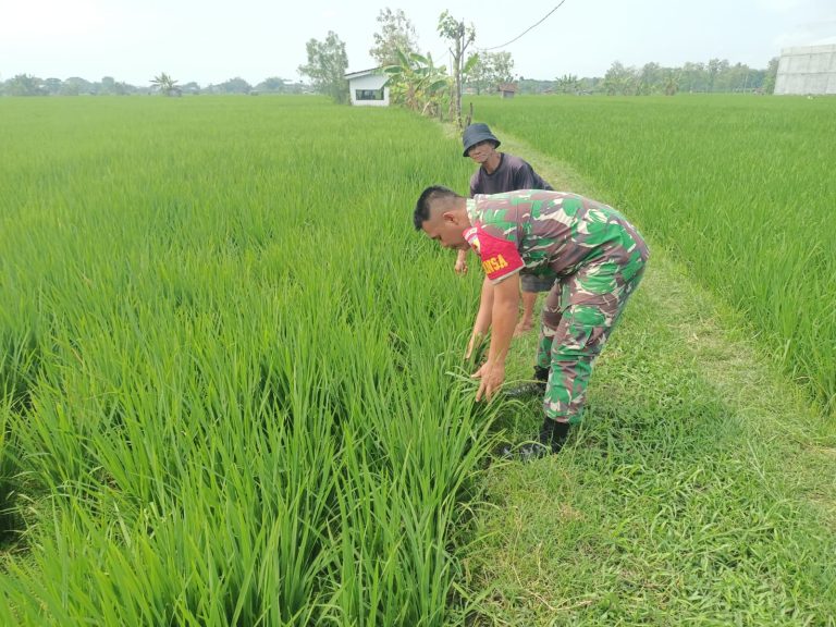 Penguatan Ketahanan Pangan,  Babinsa Kodim Ponorogo Aktif Pendampingan Petani