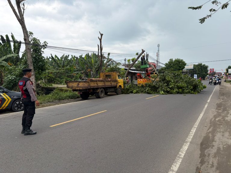 Respon Cepat! Pohon Lapuk Nyaris Tumbang Ancam Pengendara, Polres Ponorogo Lakukan Evakusi