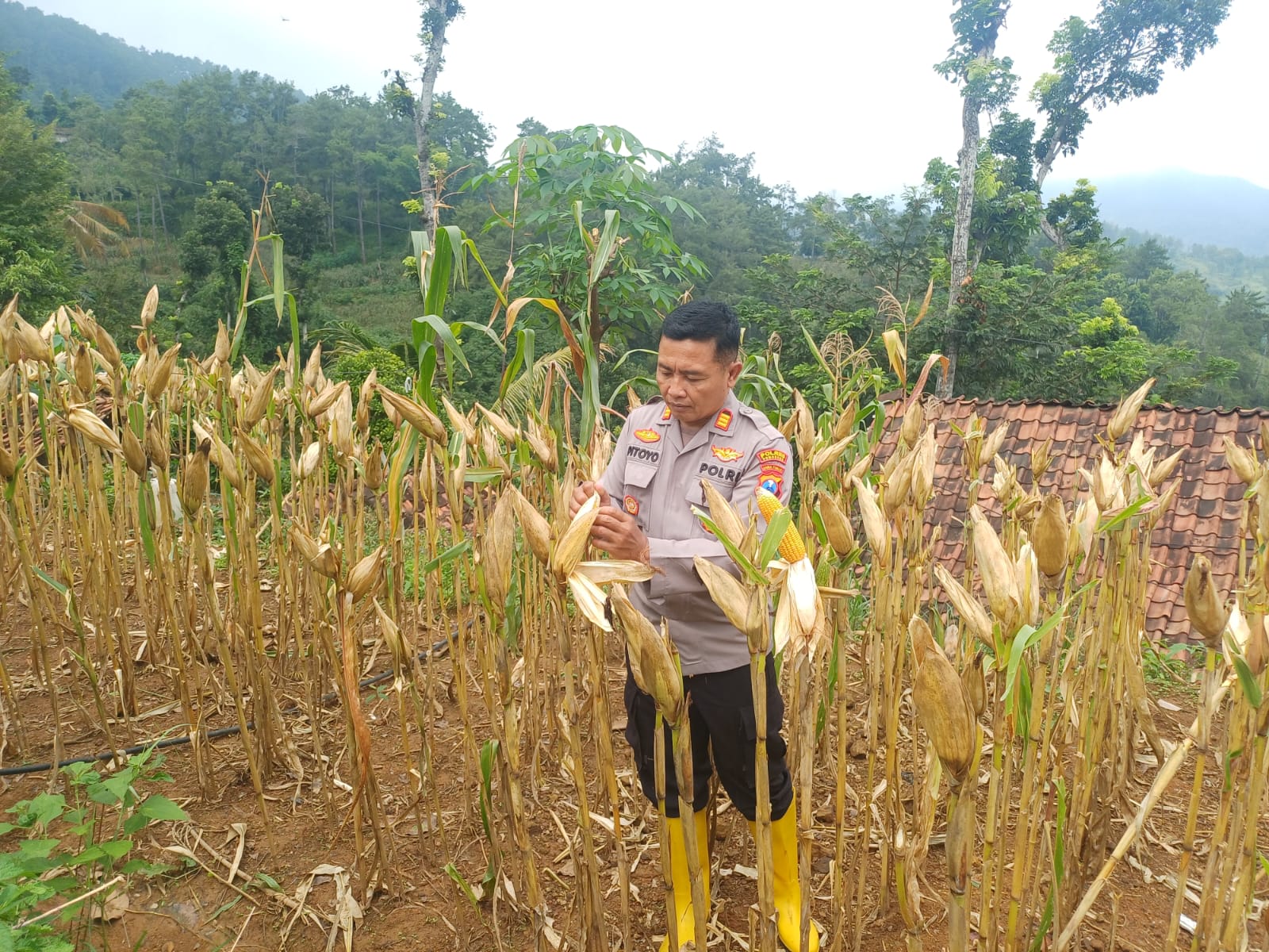 POLSEK SLAHUNG DAMPINGI PANEN JAGUNG BENIH BHAYANGKARA PROGRAM SATU BBKTM SATU HEKTAR
