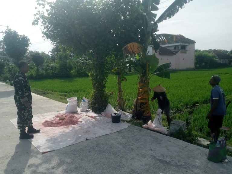 Pendampingan Petani oleh Babinsa Kodim Ponorogo Perkuat Hanpangan di Desa