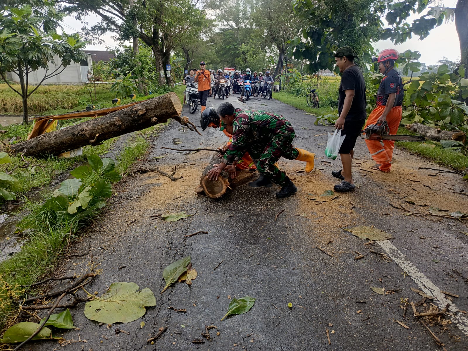 Jalan Macet Terhalang Pohon Tumbang, Anggota Kodim Ponorogo Atasi