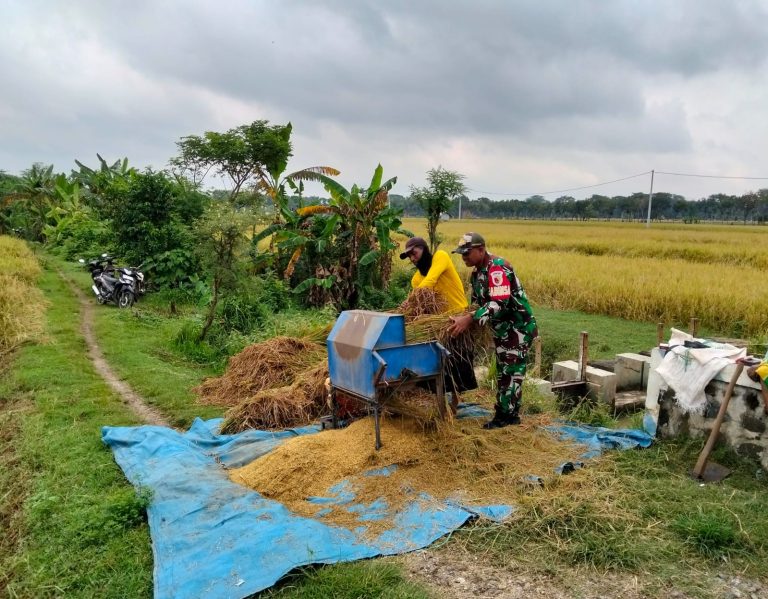 Bantu Petani Panen Padi, Upaya Babinsa Kodim Ponorogo Sukseskan Perkuatan Hanpangan