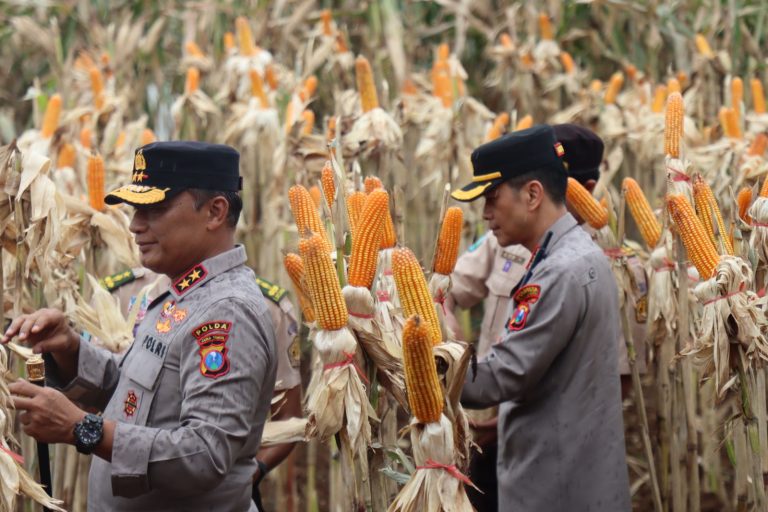 ‎Kapolda Jatim dan Gubernur Panen Jagung di Green Farm Banyuwangi Penuhi Target Swasembada Pangan