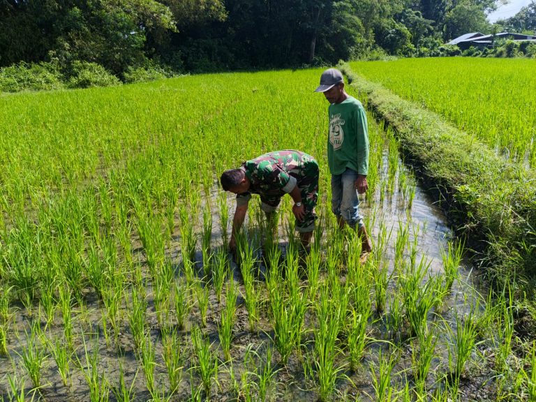 Tingkatkan Produksi Pangan, Babinsa Kodim Ponorogo Bantu Petani Bersihkan Gulma Tanaman Padi