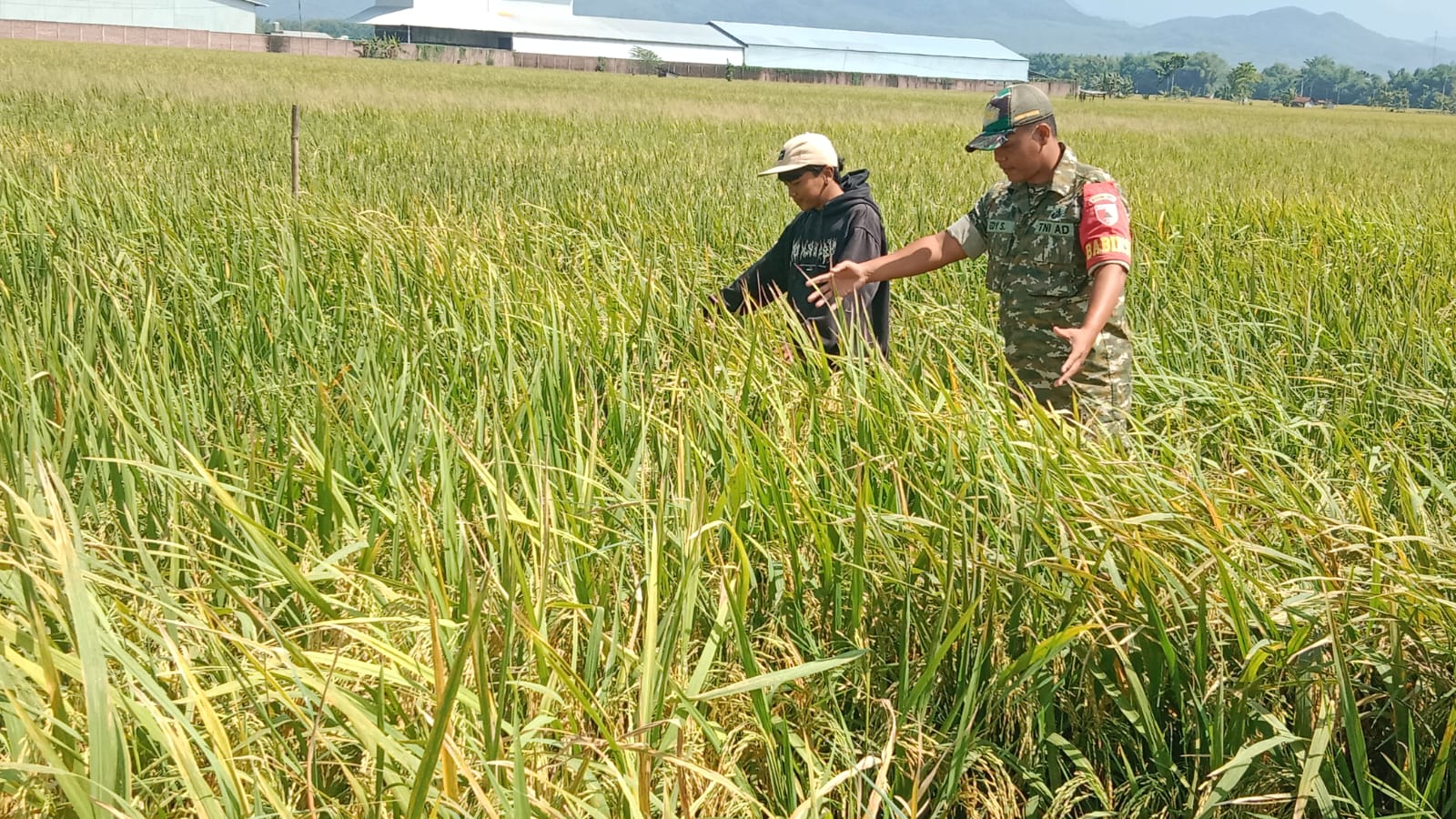 Babinsa Kodim Ponorogo Aktif Turun ke Sawah Bantu Petani