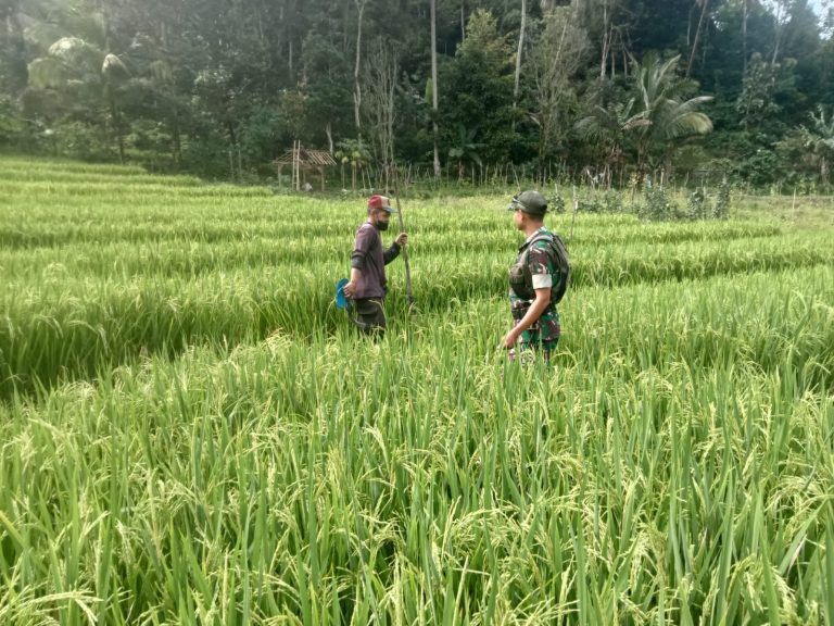 Pendampingan Petani oleh Babinsa Kodim Ponorogo Perkuat Kemandirian Pangan
