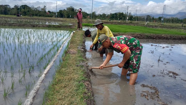 Babinsa Kodim Ponorogo Turun ke Sawah Bantu Olah Lahan Petani