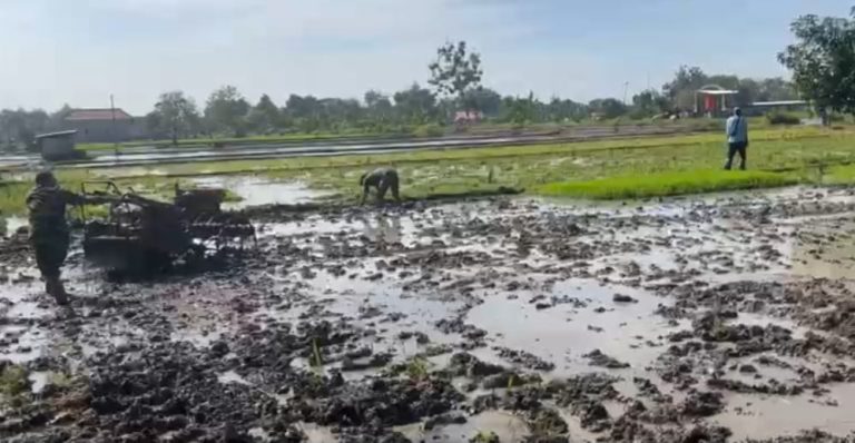 Bantu Petani Olah Sawah, Dedikasi Babinsa Kodim Ponorogo Perkuat Ketahanan Pangan Desa