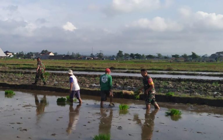 Bantu Petani Tanam Padi Aksi Nyata Babinsa Kodim Ponorogo Perkuat Ketahanan Pangan Desa