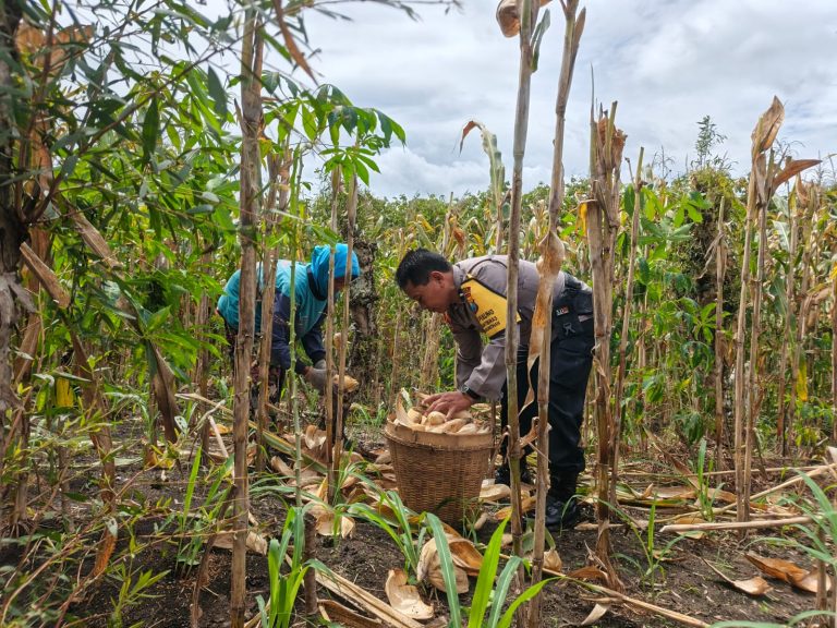 Bahu-Membahu di Ladang, Bhabinkamtibmas Polsek Pulung Polres Ponorogo Dampingi Warga Panen Jagung