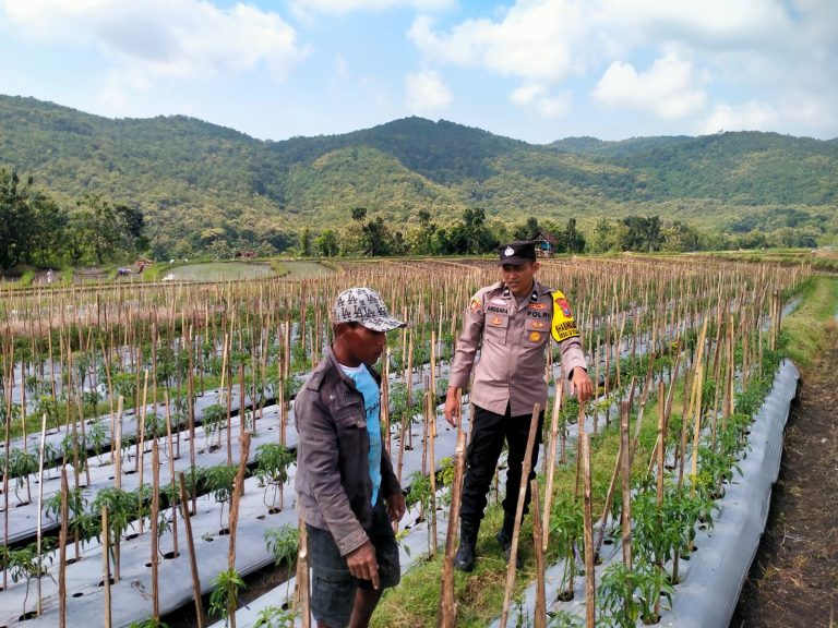 Pendampingan Bhabinkamtibmas Polsek Sampung Polres Ponorogo di Lahan Cabai Nglurup, Kecamatan Sampung