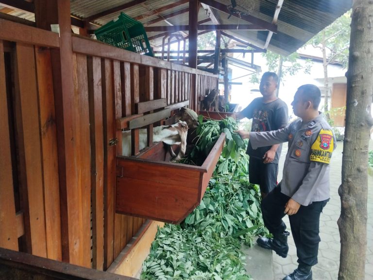Pendampingan Bhabinkamtibmas Polsek Ngebel, Polres Ponorogo dalam Perawatan Ternak Kambing di Sempu, Kecamatan Ngebel