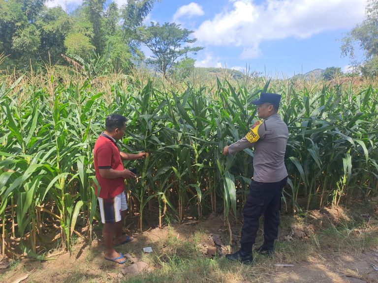 BHABINKAMTIBMAS DESA GROGOL MONITORING KEGIATAN PENJEMURAN HASIL PANEN JAGUNG WARGA