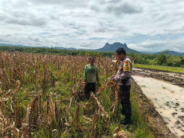 Bhabinkamtibmas Polsek Pulung Laksanakan Pendampingan Panen Jagung di Desa Karangpatihan