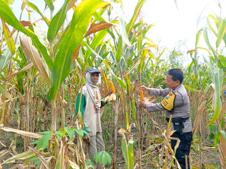 Bhabinkamtibmas Desa Karangpatihan Laksanakan Pendampingan Panen Jagung di Bhabinkamtibmas Pulung