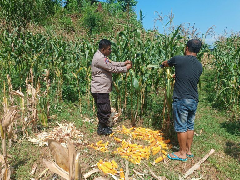 BHABINKAMTIBMAS DESA PANJENG LAKSANAKAN PENDAMPINGAN KETAHANAN PANGAN WARGA