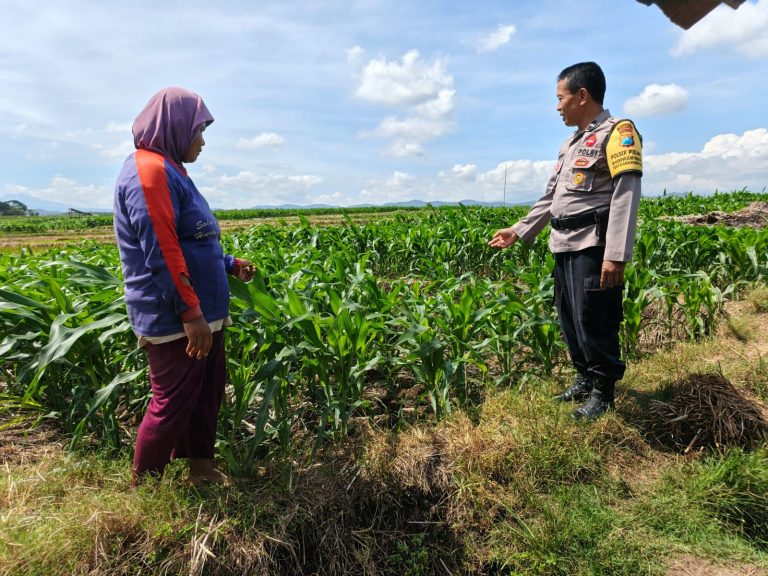 BHABINKAMTIBMAS DESA LENGKONG LAKUKAN SAMBANG DAN PENDAMPINGAN PETANI JAGUNG