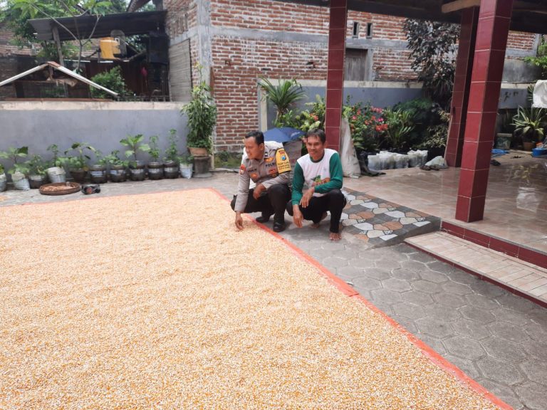 BHABINKAMTIBMAS DESA GUNDIK LAKUKAN PENDAMPINGAN PETANI MULAI MASA TANAM HINGGA PASCA PANEN JAGUNG