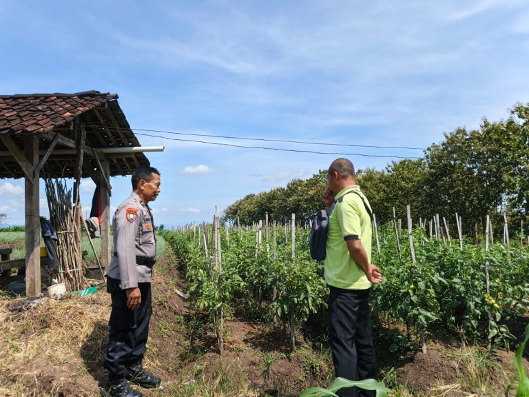 BHABINKAMTIBMAS DESA KARANGPATIHAN POLSEK PULUNG MONITORING DAN SAMBANG KETAHANAN PANGAN WARGA