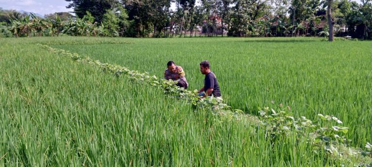 Sambang Desa dan Dukungan Ketahanan Pangan oleh Bhabinkamtibmas Desa Gundik Slahung