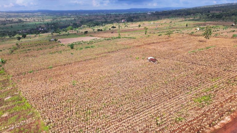 Perkuat Ketahanan Pangan Nasional, Presiden Prabowo Turun Langsung Panen Jagung di Tuban