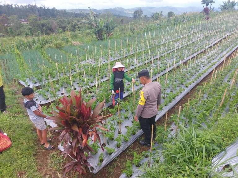 Bhabinkamtibmas Desa Bareng Sambangi Petani Hortikultura, Dukung Ketahanan Pangan di Kecamatan Pudak